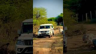 Bolero काफिला 2026 #vikasmeena7624 #bolero #reels #suv #viral #video #music #trending #shorts #1m
