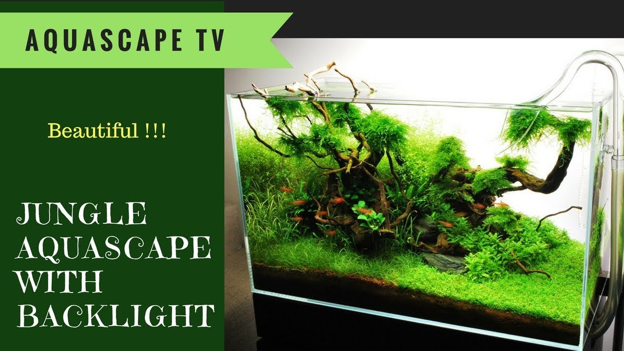60L Jungle Aquascape with Aquarium Backlight YouTube