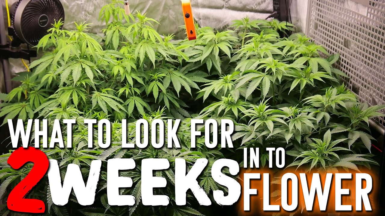2 Weeks Into Flower 🌳 What to look for 👀