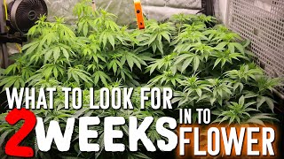 2 Weeks Into Flower 🌳 What to look for 👀