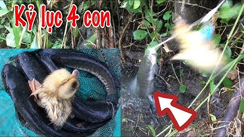trúng mánh và những pha táp đùng đùng hấp dẫn cận cảnh 3 bầy lên 4 con, nhấp cá câu cá lóc bằng vịt