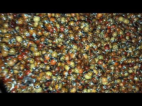 Video: Asian Lady Beetles: Kunne De Skade Din Hund?