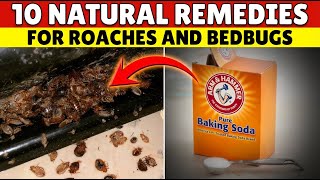 Bed Bugs Can't Survive This Common Kitchen Remedy