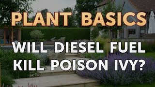 Will Diesel Fuel Kill Poison Ivy?