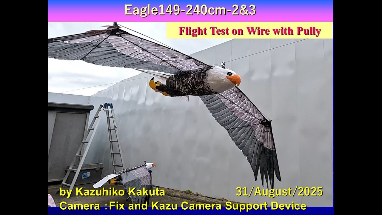 Ornithopter  ハクトウワシ型羽ばたき機　Eagle149-2&3 Wingspan 240cm：Flight Test on Wire with Pully