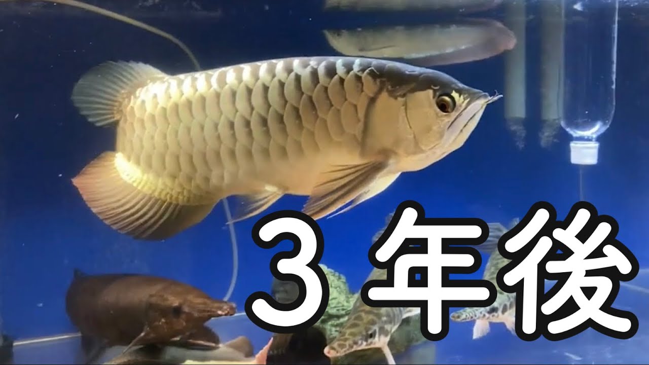 【古代魚】アロワナ 成長記録 3年でこうなる - YouTube