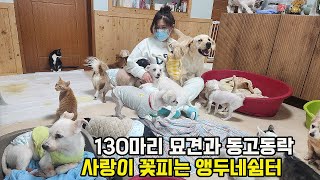 레스토랑 사장이 버려진 강아지 고양이 구조하다 130마리 엄마로 사는 가슴뭉클한 사연