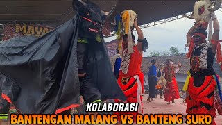 KOLABORASI TERBARU BANTENGAN MALANG VS BANTENG SURO JARANAN MAYANGKORO ORIGINAL Live Pelem Pare