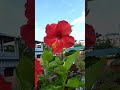 #flower
