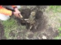 HOW TO REMOVE A TREE STUMP