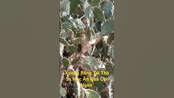 Xương Rồng Sa Mạc Ăn Quả Cực Ngon l Sinh Tồn Tây Nguyên.