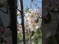 #blossom❤