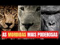 TOP 10 as Mordidas de Animais Mais PODEROSAS do Planeta - vida dos Animais