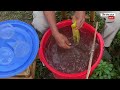 05 - CÁCH TĂNG HIỆU QUẢ KHI Ủ JMS CHO TỪNG LOẠI CÂY