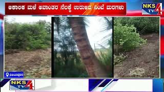 ವಿಜಯಪೂರ : ಅಕಾಲಿಕ ಮಳೆ ಅವಾಂತರ ನೆಲಕ್ಕೆ ಉರುಳಿದ ನಿಂಬೆ ಮರಗಳು|NKS TV4