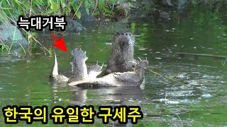 한국을 점령한 늑대거북을 도륙낼 한국 토종의 유일한 구세주