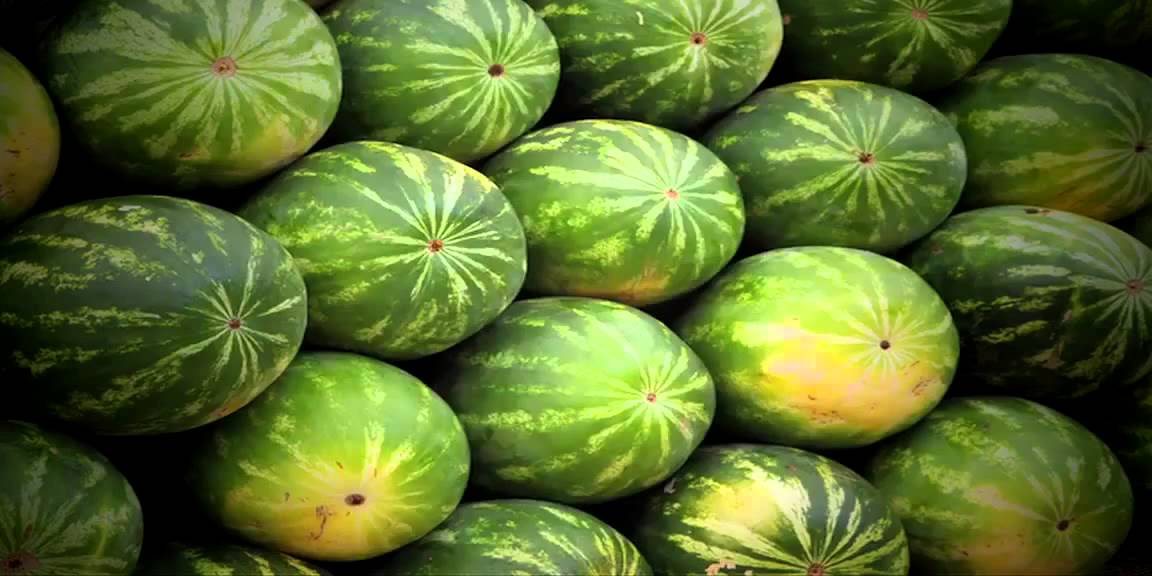 BENNINGTON - The 1000-Pound Club (Alfa Falfa Hicks) [LINK IN DESCRIPTION]