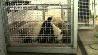 Giant Panda Introductions