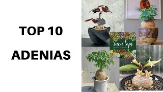 Top 10 Adenias