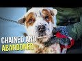 Halfblind dog left outside in the freezing cold makes a beautiful recovery