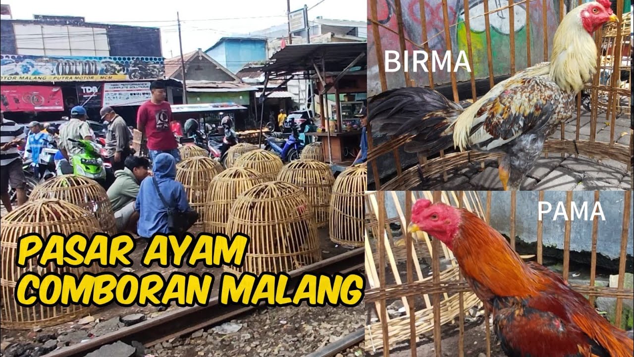 MELIHAT PASAR AYAM COMBORAN KHUSUS DI BAGIAN AYAM BANGKOK