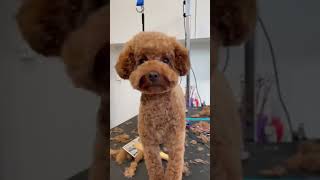 The best Asian cut for your toy poodle at the groomer #shorts