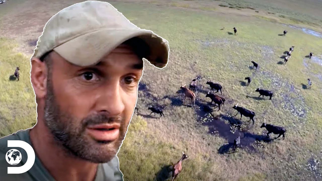 Momentos em que Ed Stafford enfrentou animais muito perigosos! | Ed Stafford: Rumo ao Desconhecido