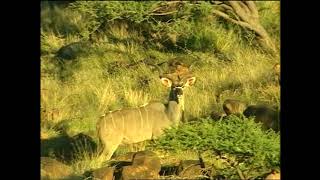 Мальчик И Его Первая Охота,The Best Kudu Hunting