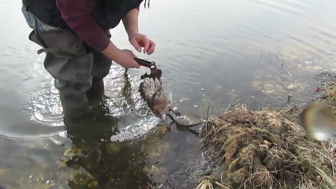 Catching muskrat and making a homemade Rat Lure 