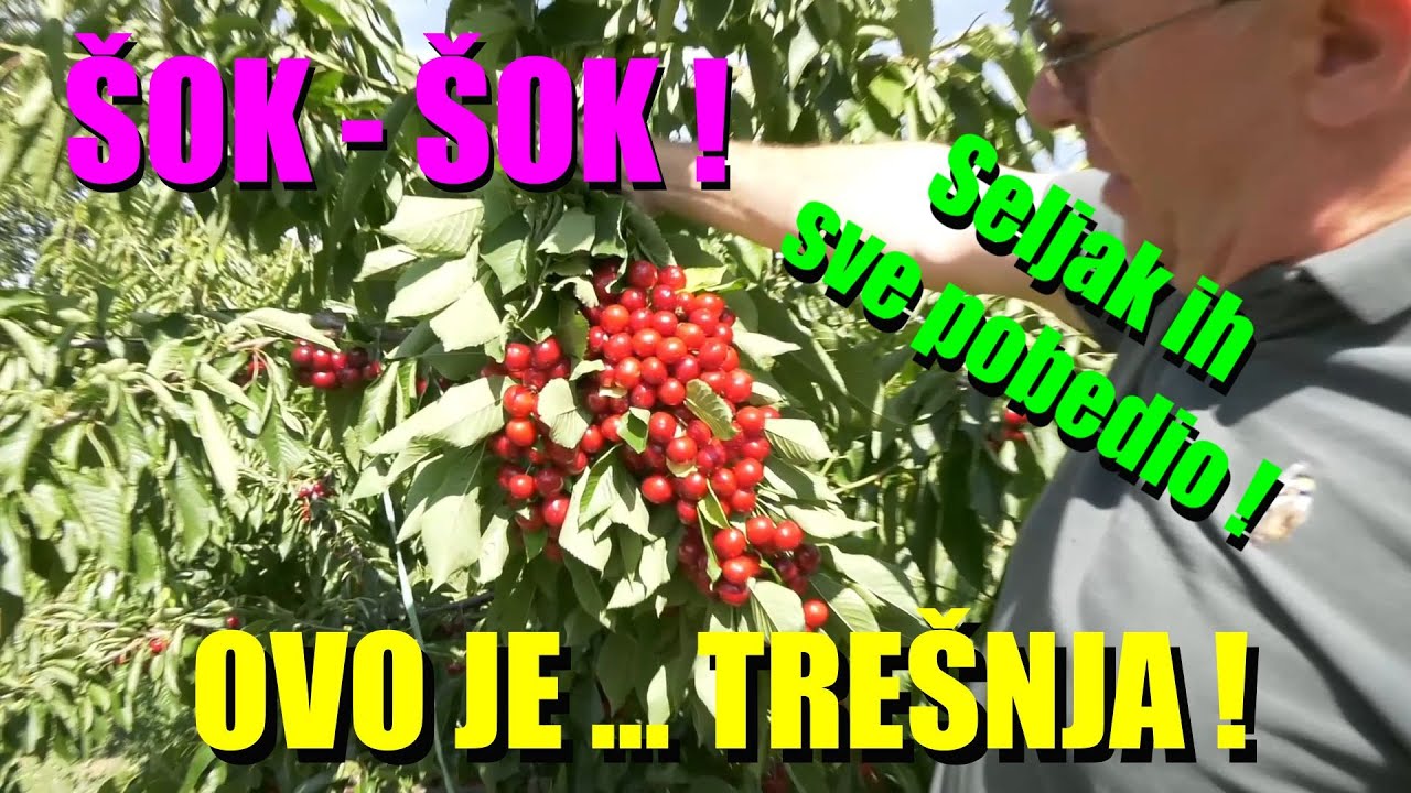 ŠOK - srpski seljak -ZEZNUO sve institute i fakultete - TREŠNJA KRUPNA KAO ŠLJIVA A RADJA KAO...