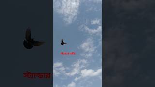 রাজশাহী স্ট্যান্ডার বাজির পায়রা@NSB PIGEON #viral# trending #Kubotar#short#pigeon Beldanga#video