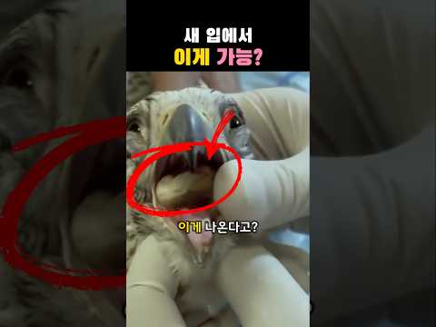 새 입 안에 먹이인 줄 알았는데...?