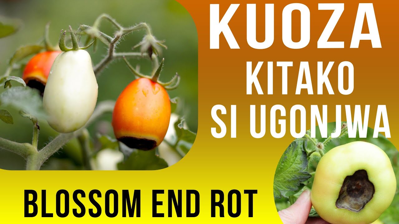 KUOZA KITAKO KWA NYANYA SI UGONJWA