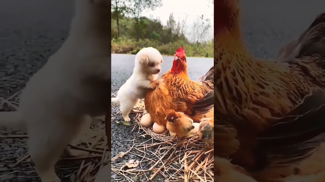Puppy with Hen mama