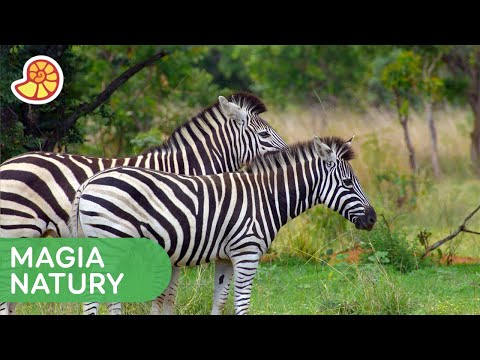 Wideo: Dlaczego Zebra Jest W Paski?