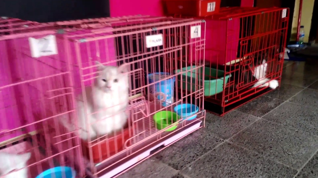 Kitty Cat House Malang *Hay cat lovers malang! Meriahkah SOFT OPENING