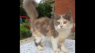 TOPs BLP2 Lisa the calico cat by Strange Universe 83 views 4 years ago 22 seconds