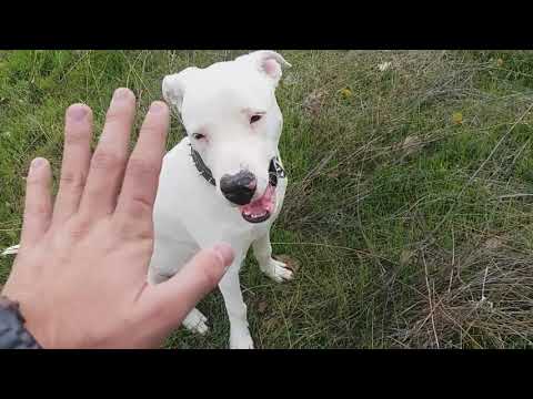 Video: Bir Köpek Nasıl Sakinleştirilir