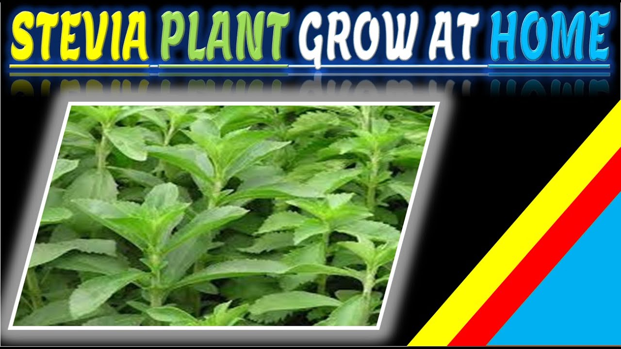 STEVIA PLANT GROWING AT HOME - Urdu Hindi /STEVIA (A Natural Sweetener