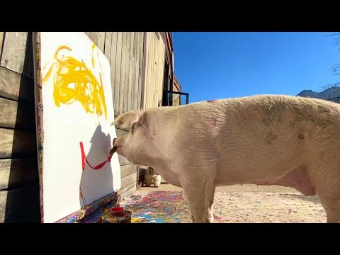 Pigcasso The Painting Pig Paints Boris Johnson