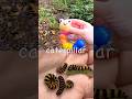 Bug Insect Names | Kids Learn at the Stream: Earthworm Beetle Caterpillar Snail Moth