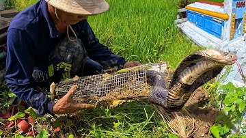 Dùng cái bẫy thật lớn để bắt con rắn sống lâu năm trong hốc mộ | TGSB #470