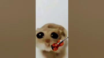 Sad Mouse With Violin Memes Funny Sad Cute 