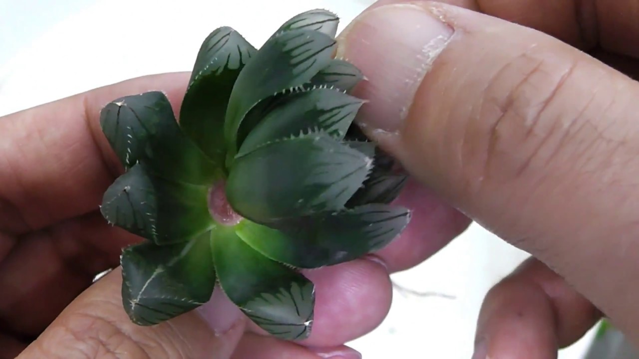 多肉植物 ハオルチア オブツーサ錦の増やし方 Breeding Of Haworthia Obutusa Variegata How To Grow Succulents Youtube