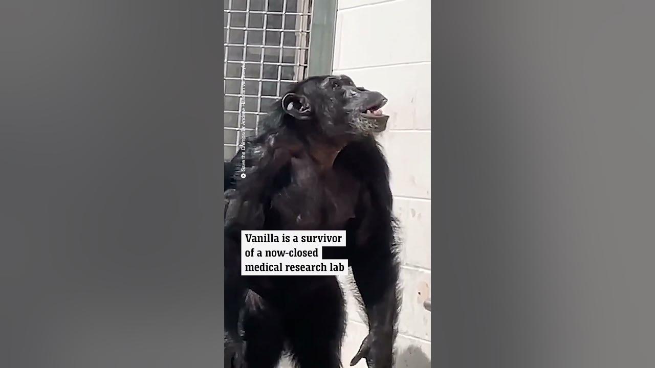 Captive chimpanzee sees sky for first time - YouTube