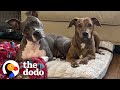 Pittie Who Was Scared Of Everything Now Plays For The Very First Time! | The Dodo Faith = Restored