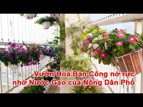 Video Vườn Hoa Ban Công nở rực nhờ Nước Gạo của Nông Dân Phố - youtube