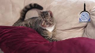 Murattal Al Quran Juz 15 Animal Background  Latar Video Hewan HD Quran for Kids