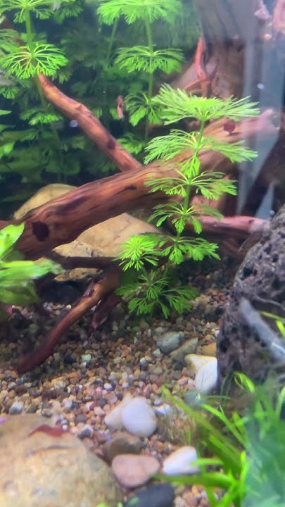 How Many Shrimp Can You See Comment And Let Me Know explore tank how-many-shrimp-can-you-see-comment-and-let-me-know-explore-tank