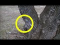 DIRT & RIVER TREASURE! CAMERA INSIDE TREE + POCKET KNIFE, SILVER & OLD COINS | METAL DETECTING W/ JD